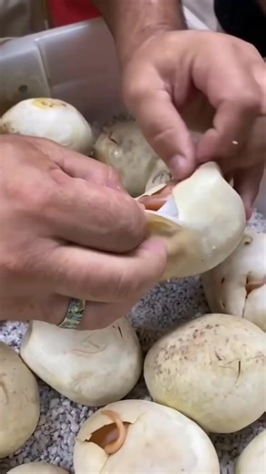 Why Baby Snakes Are Deadlier Than Adults _facts _animals _wildlife | Nature's Animal Kingdom