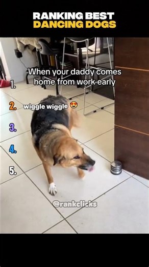 Ranking Best Dancing Dogs #dancingdog #trending #viral #shorts