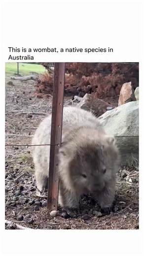 Movies || Entertainment || Reels on Instagram: "Wombats have cube-shaped poop! This unusual shape helps keep their droppings from rolling away, which they use to mark their territory and communicate with other wombats."