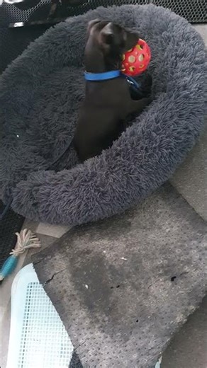 Mixed Breed Puppy For Adoption - 4 Months, Boboy from Kuala Lumpur