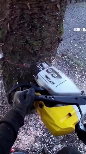 Cutting down a dirty, filthy monkey tree in a residential area with a Stihl MS362