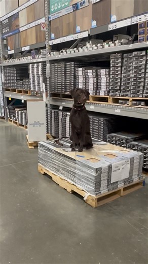 Distraction training.