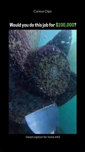 @curiousclipsdaily | Cleaning barnacles off ships, often called underwater hull cleaning, involves divers using specialized tools like scrapers, abrasive pads,... | Instagram
