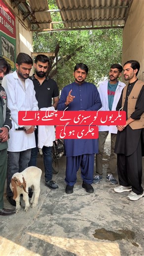 Listeriosis in Goat #foryoupage #foryoupageviral #goat🐐 #Ultrasound #listeriosis