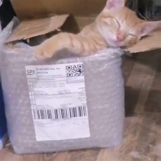 SERENADING MY CAT - CAN'T HELP FALLING IN LOVE WITH YOU - ELVIS PRESLEY