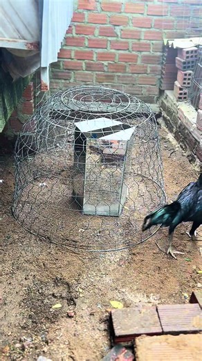 Anh 3 đi rồi thì đở thằng út nó lên 👍 #xh#gadonvietnam🇻🇳🇰🇭