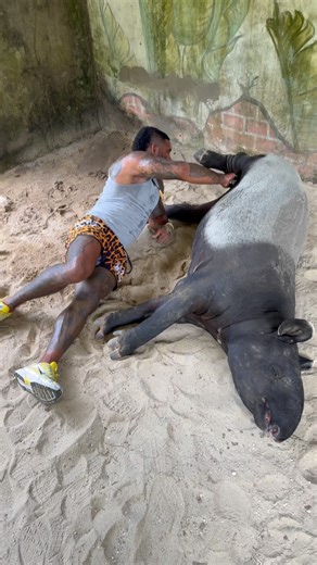 Mike Holston on Instagram: "Best GIF wins ASIAN TAPIR The largest of all tapir species weighing up to 730lbs “350kg” Known to poop seeds around the forest from its unique diet 10/10 swimmer 11/10 cuteness 😍😍😍😍"