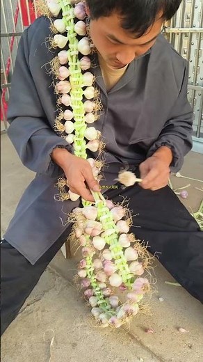 How to braid garlic into a sturdy and beautiful braid? #homegrowngarlic #garlicbraids #craftsman