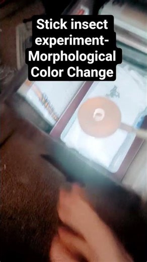 More info in the description... #insect #experiment #entomology