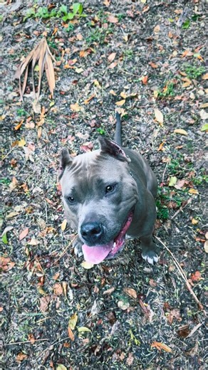 Walking in the woods with two dogs isn’t just “a walk” — it’s nervous system therapy. Nature lowers stress and mental noise, and your dogs feel that shift immediately. The smells and uneven terrain give them real enrichment (way more fulfilling than a quick neighborhood loop), and moving together through a calm environment naturally builds: • better focus and engagement • easier recall practice • calmer leash behavior • confidence without overstimulation The best part? When you choose the state 