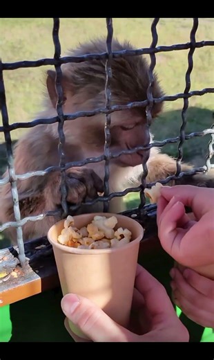 Monkey Eating Popcorn ASMR