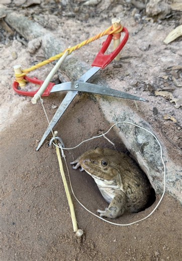Survival Skills: Simple and Useful Frog Traps with Scissors #Survival #camping #bushcraft