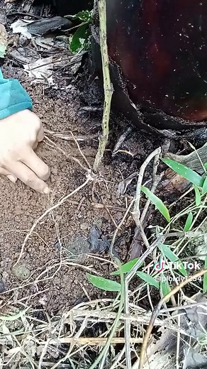 10 Creative Home & Garden Ideas | Daily Life & Lifestyle Explained