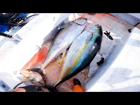 Trolling for Yellowfin Tuna - Ahi Fishing - Fishing in Hawaii - Hawaii Fishing