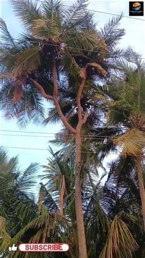 “Four-Headed Coconut Tree” 🌴 ll TOT FACTS