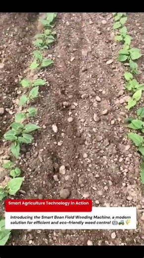 Smart Bean Field Weeding Machine | Intelligent Agricultural Cultivator