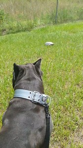 On my walk and spotted another Gopher Turtle 🐢. I see these little guys all the time. When I was a pup, I learned they’re no threat—so I just sit, watch, and let them do their thing. Respect goes both ways out here in nature. 🌿🐾 What’s one animal your pup is curious about but leaves alone?" #CaneCorso #DogLife #RespectNature #VigorTheCorso #DogWalkAdventures #GopherTurtle | Vigorcanecorso