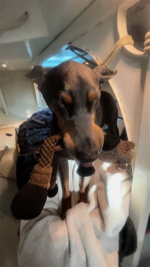 Sailing UV (@sailing_uv)’s videos with Chopin Nocturne No. 2 Piano Mono - moshimo sound design