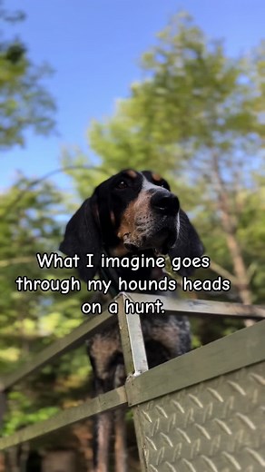 In the Mind of Hounds: A Hunt Leader's Perspective