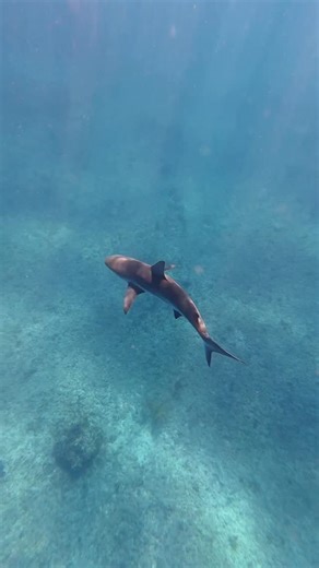 TRISTAN & CARA | TRAVEL COUPLE on Instagram: "Watch til the end to see Tristan’s biggest fear 🙈 The day comes in every man’s life when he needs to face his biggest fear. You can keep putting it off and try to bury it deep down (which never works) OR you can book a @virginvoyages cruise to Bimini and RIP THAT BANDAID 🦈 Back when Tristan was a youngen, he got his innocent hands on the TV remote and channel surfed onto the movie Jaws. Ever since then, it’s almost like he’s had a diagnosable phobi