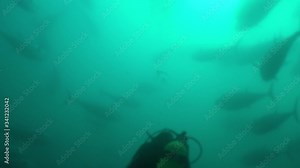 school of tuna fish scenery underwater ocean scenery