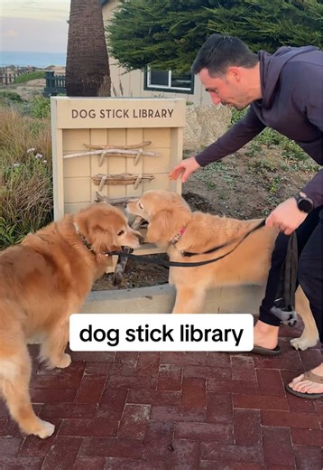 when your hotel has a stick library for dogs! | dogs