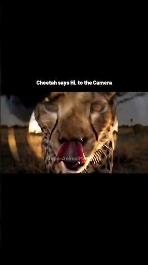 Friendly Cheetah licks the Camera #cheetah #wildlife #animal