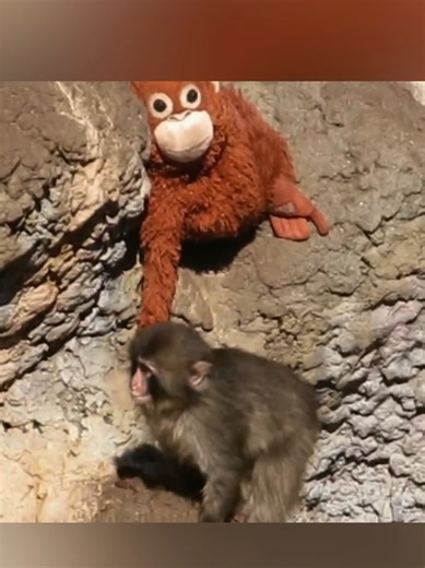 Punch the Macaque: A Viral Story from Ichikawa City Zoo