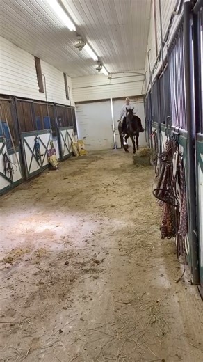 4.9K views · 14 reactions |  Selling July 6th Sale  ** ONLINE BIDDING AVAILABLE ***  mtairylivestock.hibid.com  Beautiful five year old thoroughbred scouting Raj great Sound ready for a new job. We just can’t race them. All has been trained, but not raced. Would make a great jumping horse. | Mt. Airy horse and tack sale | Facebook