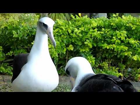 Albatross Dance