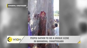 Tree gathers people around due to it's unique view