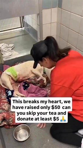 💔DUMPED BECAUSE SHE'S "TOO OLD"💔 She was left outside our sanctuary in Bakersfield, CA with a note saying her life wasn't worth vet bills. We've raised only $50, but her surgery will cost over $3,000. 🙏Please donate or share-every dollar helps save her life. Donation Method PayPal: link below https://www.paypal.com/donate?campaign_id=U9MH7Y54GS85S #adoptdontshop #dogsofinstagram #rescuedogs... | Give a hand