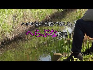 産卵後の用水路でヘラ鮒釣り 【野釣り】 用水路のヘラブナ釣りは初心者仕掛けでアタリを楽しむ。