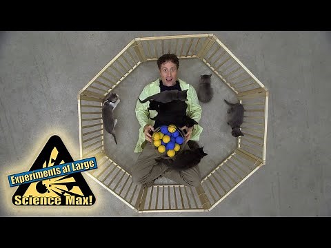 Explaining the Atom with Kittens 🐱⚛️ Science Max