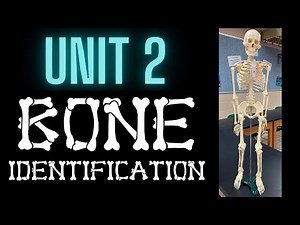 Bone Identification