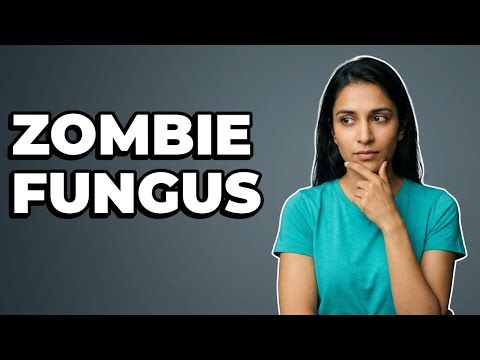 How Does Cordyceps Fungus Grow From An Insect?