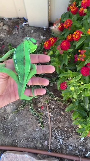 His midday snack got away! #boomer #boomerthelizard #chameleon #chameleonsoftiktok #boomeranddingo #lizard #lizardeating #fail #chameleons