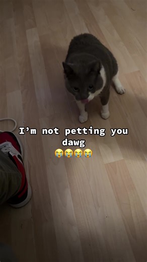 Playful Cats: Hilarious Moments with Meowing Felines