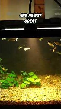 UV Light for Breeding Fish\n\n#aquariumcoop #aquascaping #fishtank
