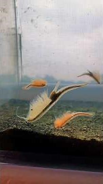 One of the largest fairy shrimp species!