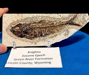 Impressive Knightia Eocene Epoh Fish Fossil From the Green River Formation With Display Stand - Etsy