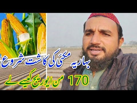 Bihariya corn cultivation started