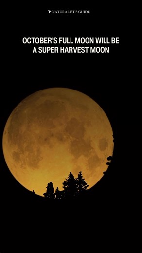 146K views · 5.8K reactions | The October full Moon will be a Harvest...