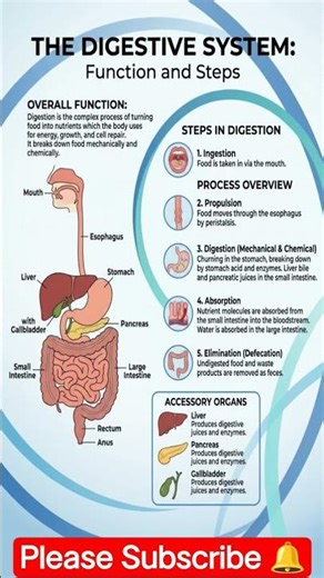 DIGESTIVE SYSTEM PART-1 ITS FUNCTION AND STEPS IN DIGESTION #forallexams #rrbgroupd