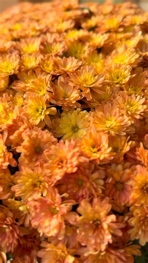 Do you decorate with mild in the autumn? These beauties are currently adding some color to my front porch. #mums #falldevor #simpleliving #simplelife #livingslower #slowlivinv | Little House Living