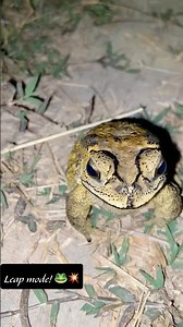 Funny toads hoping at night - Hilarious reaction 😂🐸💫 #shorts #toads #funnyvideo