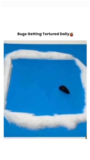 Bugs Getting Tortured 🪲 on Instagram: "When the Leach Orders a Deadly Seasoning 🩸🧂💀 It thought it had found a never-ending blood buffet... until it ingested pure salt and learned the meaning of "too much flavor." This isn't pest control—it's a culinary execution. 💥 The Offense: Unauthorized blood extraction. 💥 The Method: Salt-induced dehydration and osmotic shock. 💥 The Reaction: A violent, writhing panic before shriveling up. 💥 The Result: Leach desiccated, blood saved, seasoning wins.