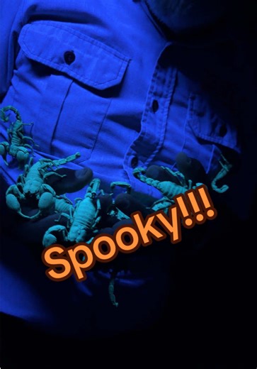 Glow in the Dark Scorpions: Nature's Spooky Adaptation