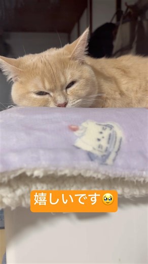 妊娠してるかな😊#cat#ねこのいる生活 #catvideos #catshorts #pets #マンチカン#繁殖#発情期#猫の妊娠#猫好きさんと繋がりたい #チャンネル登録お願いします