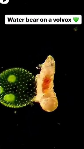 #volvox#microbiology#viralshortsvideo #viralshorts #pinterestinspired#microscopic